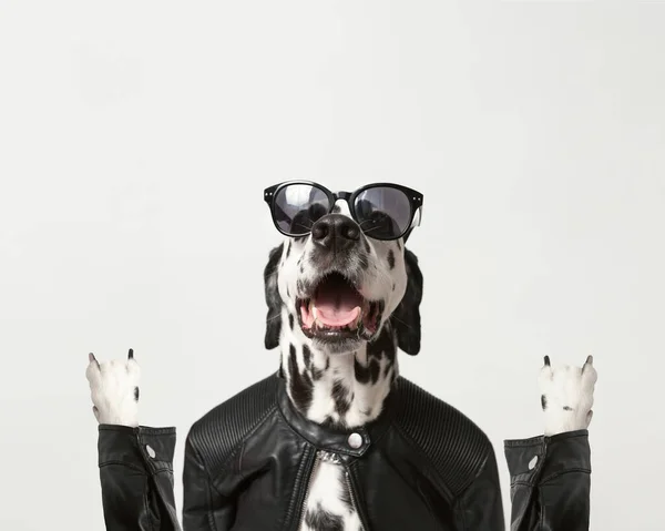 Dalmatische Hond Gekleed Zwarte Jas Met Donkere Zonnebril Witte Achtergrond — Stockfoto