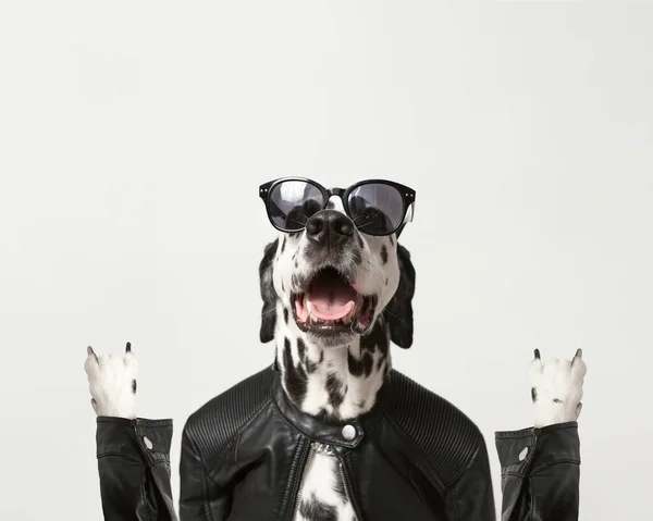 Perro Dálmata Vestido Con Chaqueta Negra Con Gafas Sol Oscuras — Foto de Stock