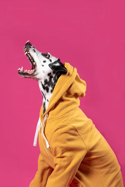 Δαλματίας Σκύλος Κίτρινο Σακάκι Κάθεται Ροζ Φόντο Σκύλος Ανοιχτό Στόμα — Φωτογραφία Αρχείου