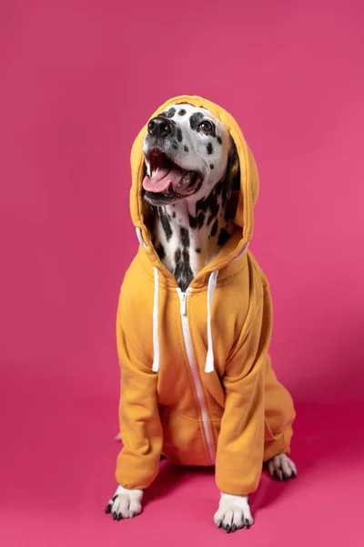 穿着黄色运动夹克坐在粉色背景上的达尔马提亚犬 有趣的口吻 复制空间 — 图库照片