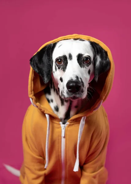 Dalmatský Pes Žluté Sportovní Bundě Sedí Růžovém Pozadí Vtipný Čumák — Stock fotografie