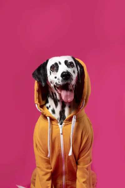 Cão Dálmata Casaco Desportivo Amarelo Sentado Sobre Fundo Rosa Cão — Fotografia de Stock