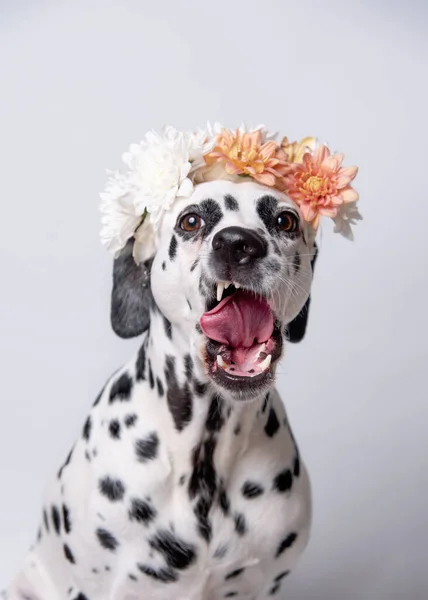 Dalmatský Pes Bílou Žlutou Květinovou Korunou Věnec Chryzantémy Rozumím Zvířecí — Stock fotografie