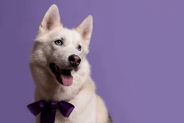 可爱的白雪公主般的哈士奇犬 背景为紫罗兰领结 带宠物的度假卡右边看的有趣的狗的画像 复制空间 — 图库照片