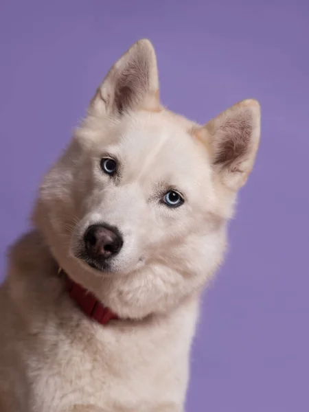 ライラックの背景に紫の蝶ネクタイのかわいい白いシベリアのハスキー犬 ペット付きの休日カード 面白い犬の肖像画 スペースのコピー — ストック写真