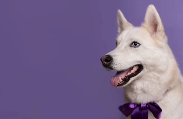 Lindo Perro Husky Siberiano Blanco Con Pajarita Violeta Sobre Fondo —  Fotos de Stock