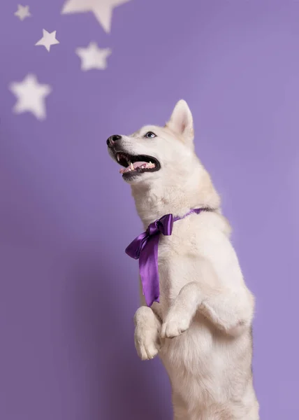 紫色の背景に孤立した星の間で白いシベリアのハスキーの肖像画 青い目の犬 かわいいです白いですシベリアのハスキー犬とともに紫Liliac弓タイ見ます星 — ストック写真