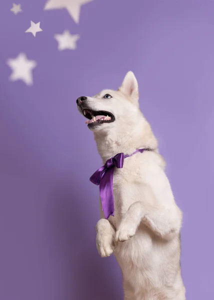 Portret Van Witte Siberische Husky Tussen Sterren Geïsoleerd Paarse Violette — Stockfoto