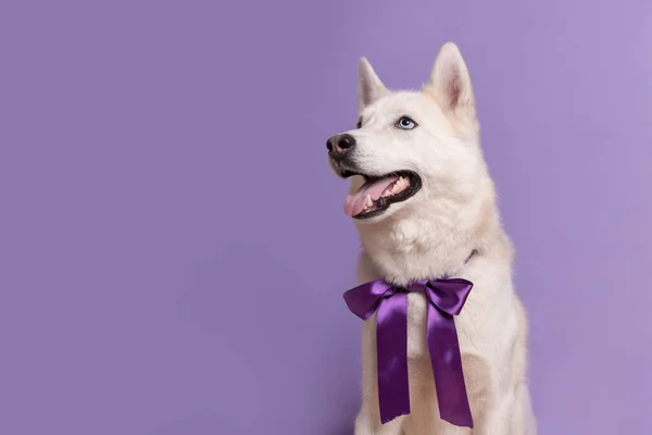 Lindo Perro Husky Siberiano Blanco Con Pajarita Violeta Sobre Fondo —  Fotos de Stock