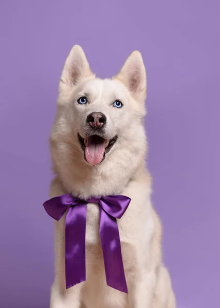Bonito Cão Branco Siberiano Husky Com Laço Violeta Gravata Fundo — Fotografia de Stock