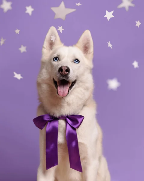 Portrét Bílého Sibiřského Huskyho Mezi Hvězdami Izolovaný Fialovém Pozadí Pes — Stock fotografie