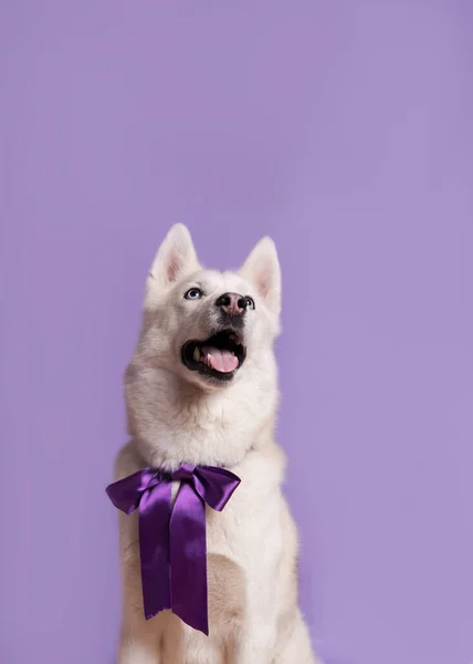 Eflatun Arka Planda Mor Papyonlu Şirin Beyaz Sibirya Köpeği Evcil — Stok fotoğraf