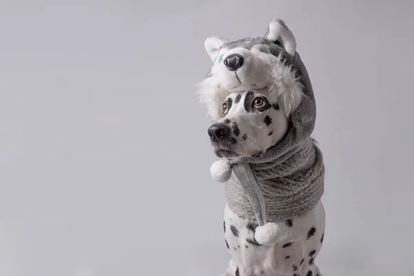 滑稽的达尔马提亚犬戴着温暖的帽子 有动物的耳翼 在白色背景中穿着冬眠哈士奇服装的可爱而美丽的狗的画像 政党概念 — 图库照片