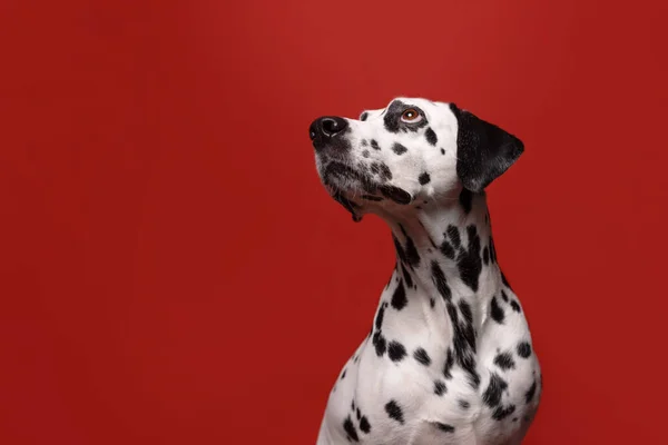 Симпатичная Далматинская Собака Смотрит Красный Фон Модный Концептуальный Портрет Питомца — стоковое фото