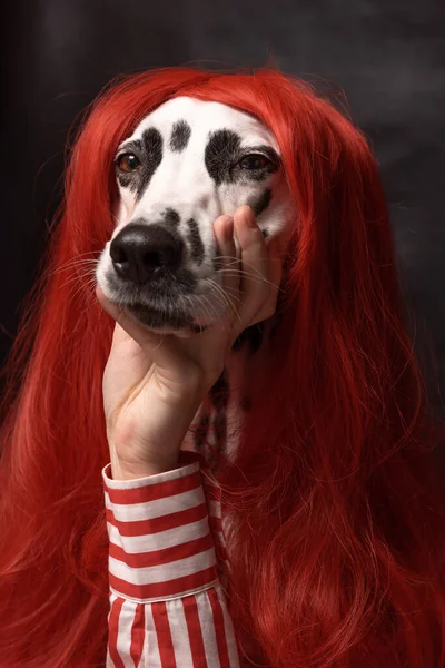 Cão Dálmata Atraente Com Cabelo Vermelho Tendo Expressão Cansada Enquanto — Fotografia de Stock