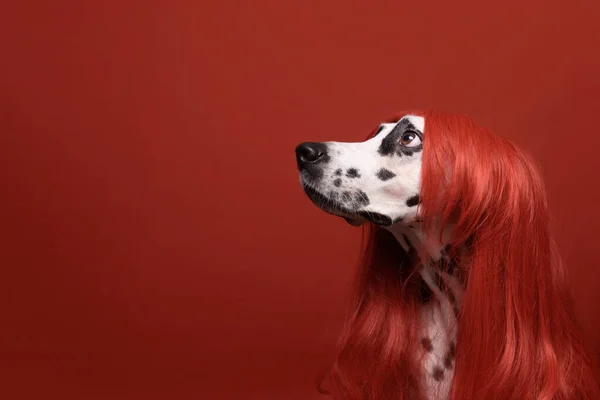 Roztomilý Dalmatský Pes Červenými Vlasy Červeném Pozadí Módní Konceptuální Portrét — Stock fotografie