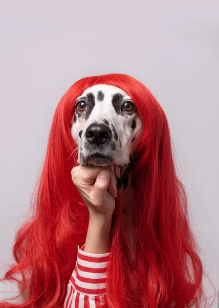 Enfrenta Expresiones Emociones Pensativo Perro Dálmata Moda Con Peluca Pelo — Foto de Stock