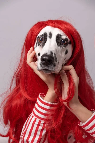 Retrato Cão Dálmata Com Cabelo Peruca Vermelho Tendo Olhada Sincera — Fotografia de Stock