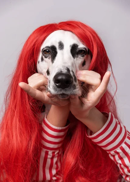 Attractive dalmatian dog with red hair, having sly expression while and holding hands under chin. Conceptual dogs portrait on bright background. Beauty concept