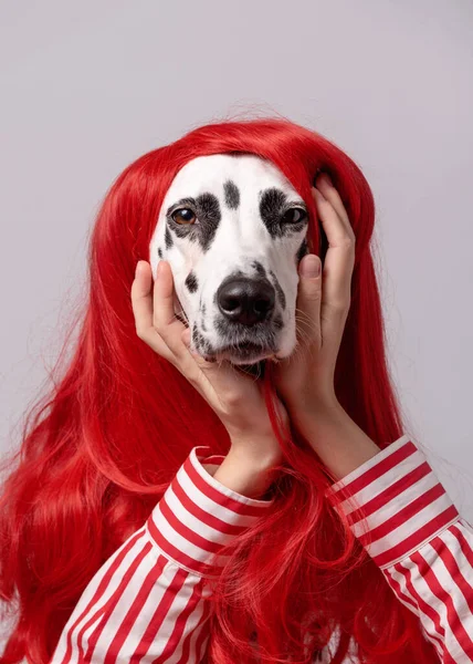 Ελκυστικός Δαλματίας Σκύλος Κόκκινα Μαλλιά Πονηρή Έκφραση Ενώ Και Κρατώντας — Φωτογραφία Αρχείου
