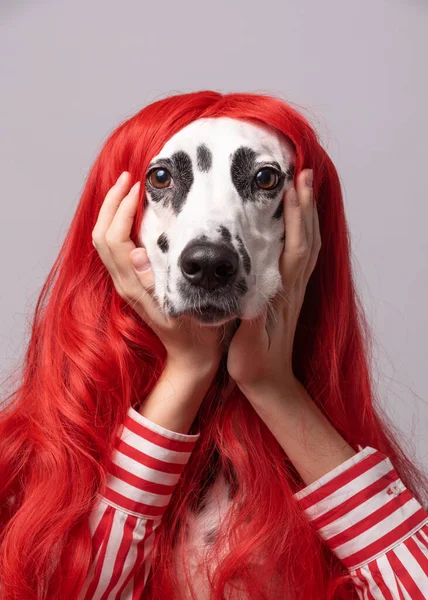 Atraktivní Dalmatský Pes Rudými Vlasy Unaveně Tvářící Držící Ruce Pod — Stock fotografie