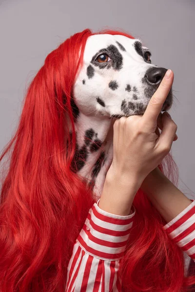 Portret Van Dalmatian Hond Met Rode Pruik Haar Met Oprechte — Stockfoto