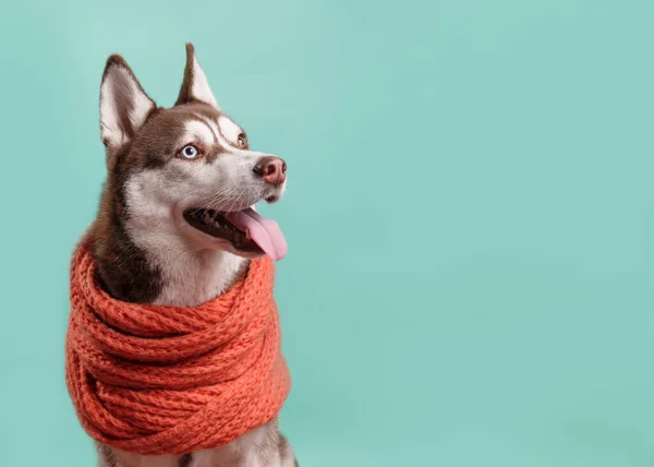 Cão Husky Siberiano Adorável Com Cachecol Laranja Quente Fundo Turquesa — Fotografia de Stock