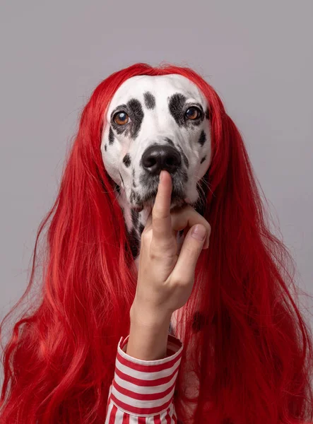 Retrato Perro Dálmata Con Peluca Roja Con Gesto Silencio Sincero — Foto de Stock