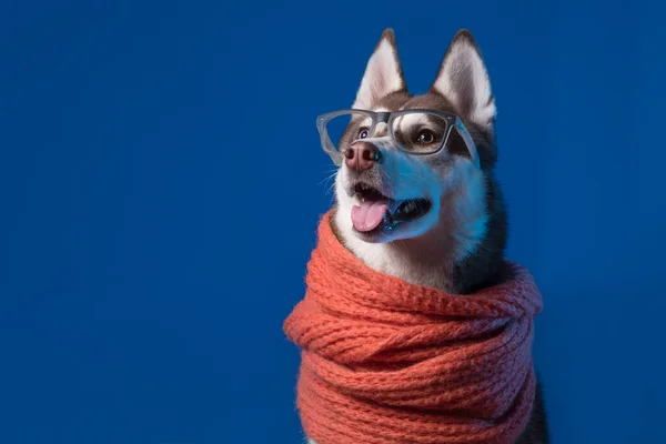 可敬的西伯利亚哈士奇狗 带着温暖的橙色围巾和蓝色背景的眼镜 狗看左边 — 图库照片
