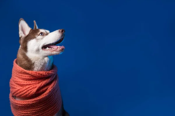 Cão Husky Siberiano Adorável Com Cachecol Laranja Quente Fundo Azul — Fotografia de Stock