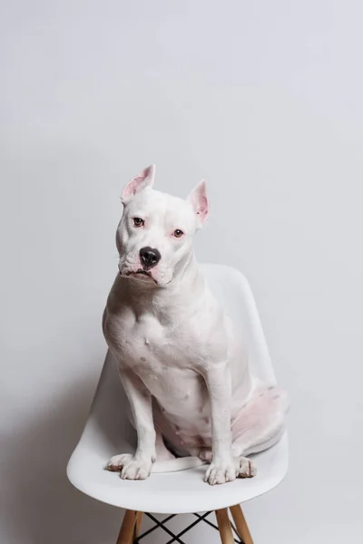 Retrato Bonito Branco Staffordshire Touro Terrier Sentado Cadeira Branca Frente — Fotografia de Stock