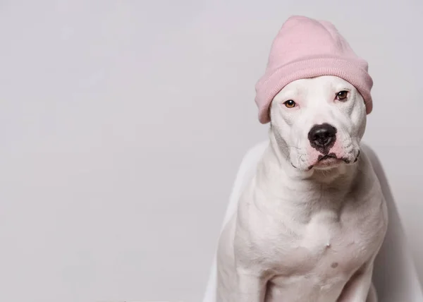 白色斯塔福德郡公牛犬的画像 头戴粉色帽子 坐在白色背景的前面 好酷的狗复制空间 — 图库照片