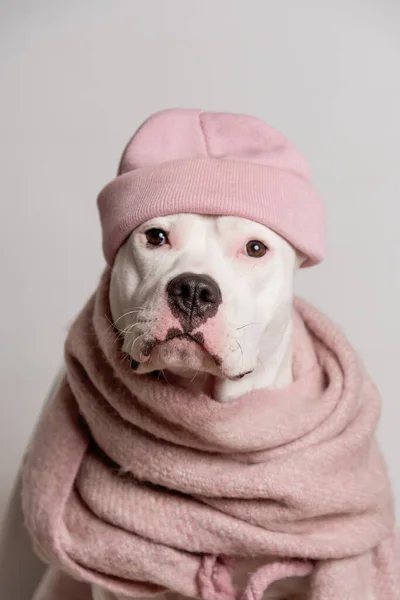 Retrato Staffordshire Bull Terrier Blanco Sombrero Rosa Bufanda Sentado Delante —  Fotos de Stock