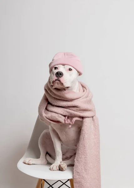 Toro Terrier Blanco Staffordshire Sombrero Rosa Bufanda Sentado Silla Blanca — Foto de Stock