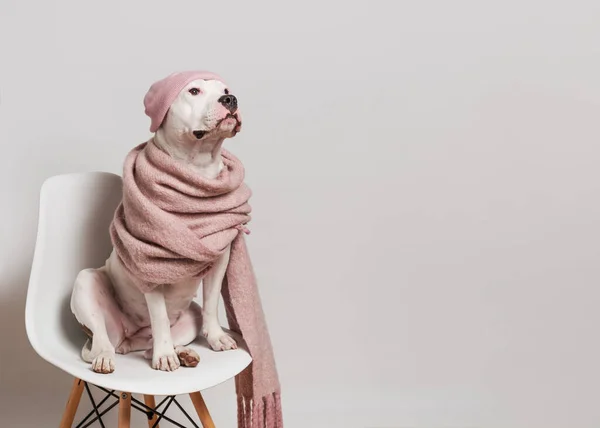 의자에 분홍색 모자와 스카프를 스태퍼드셔 테리어 멋쟁이 강아지 초소형 인테리어 — 스톡 사진