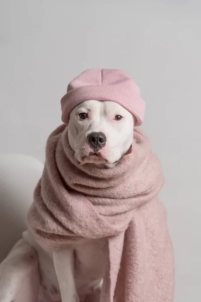 Retrato Terrier Branco Touro Staffordshire Chapéu Cor Rosa Lenço Que — Fotografia de Stock