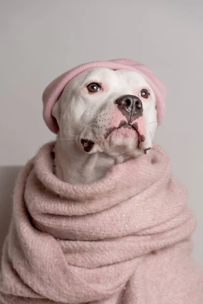 Retrato Terrier Branco Touro Staffordshire Chapéu Cor Rosa Lenço Que — Fotografia de Stock