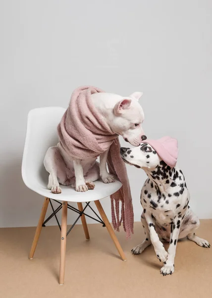 Two funny dogs posing in front of camera on white backround. White staffordshire bull terrier in a pink scarf sitting on chair and dalmatian dog in pink hat sitting near. Dogs greet each other. Best friends