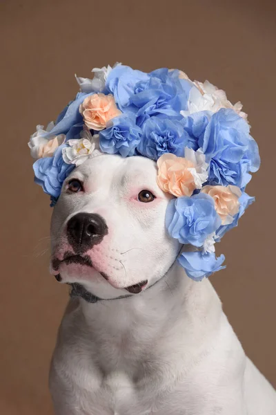 Pitbull Cão Branco Com Respiração Floral — Fotografia de Stock