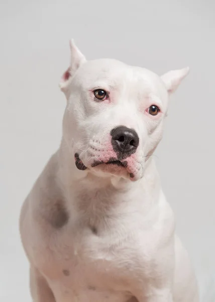 Portret Van Schattige Staffordshire Bull Terrier Voorkant Van Witte Achtergrond — Stockfoto