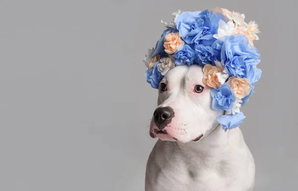 Retrato Menina Pitbull Branco Vestindo Coroa Flores Azul Frente Fundo — Fotografia de Stock