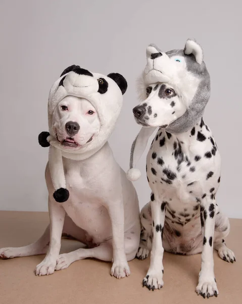 两只头戴滑稽帽子的狗在白色背景的摄像机前摆姿势 白色的斯塔福德郡公牛犬和戴着熊猫和哈士奇帽子的达尔马提亚犬 最好的朋友派对狗 — 图库照片