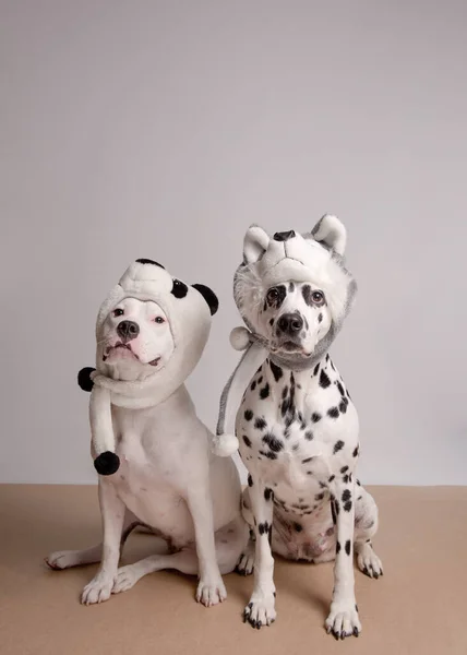 Two dogs in funny hats posing in front of camera on white background. White staffordshire bull terrier and dalmatian dog in hats of panda and husky. Best friends. Party dogs