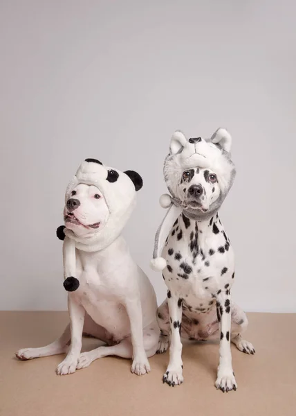 Dois Cães Com Chapéus Engraçados Posando Frente Câmera Fundo Branco — Fotografia de Stock