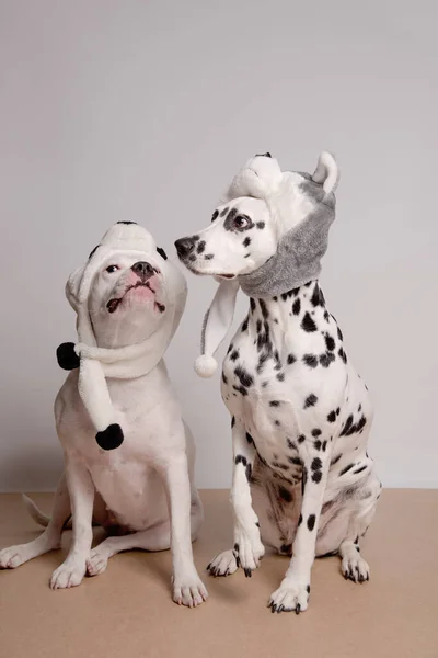 Dois Cães Com Chapéus Engraçados Posando Frente Câmera Fundo Branco — Fotografia de Stock