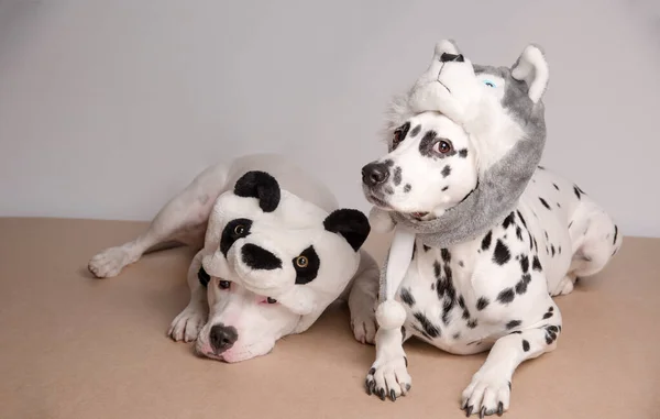 Dois Cães Com Chapéus Engraçados Posando Frente Câmera Fundo Branco — Fotografia de Stock