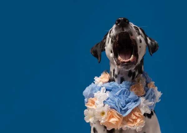 Retrato Perro Dálmata Con Corona Flores Cuello Delante Fondo Azul — Foto de Stock