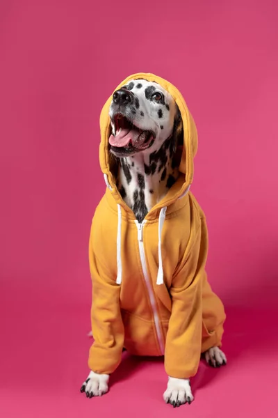 Dalmatische Hond Geel Sportjasje Zittend Roze Achtergrond Grappige Muilkorf Kopieerruimte Stockfoto