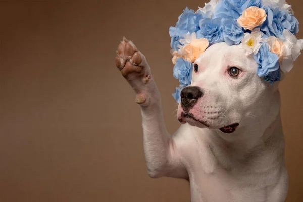 Retrato Niña Pitbull Blanca Con Corona Flores Azules Frente Fondo Fotos de stock