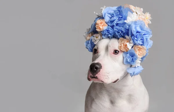Retrato Niña Pitbull Blanca Con Corona Flores Azules Frente Fondo Fotos de stock libres de derechos